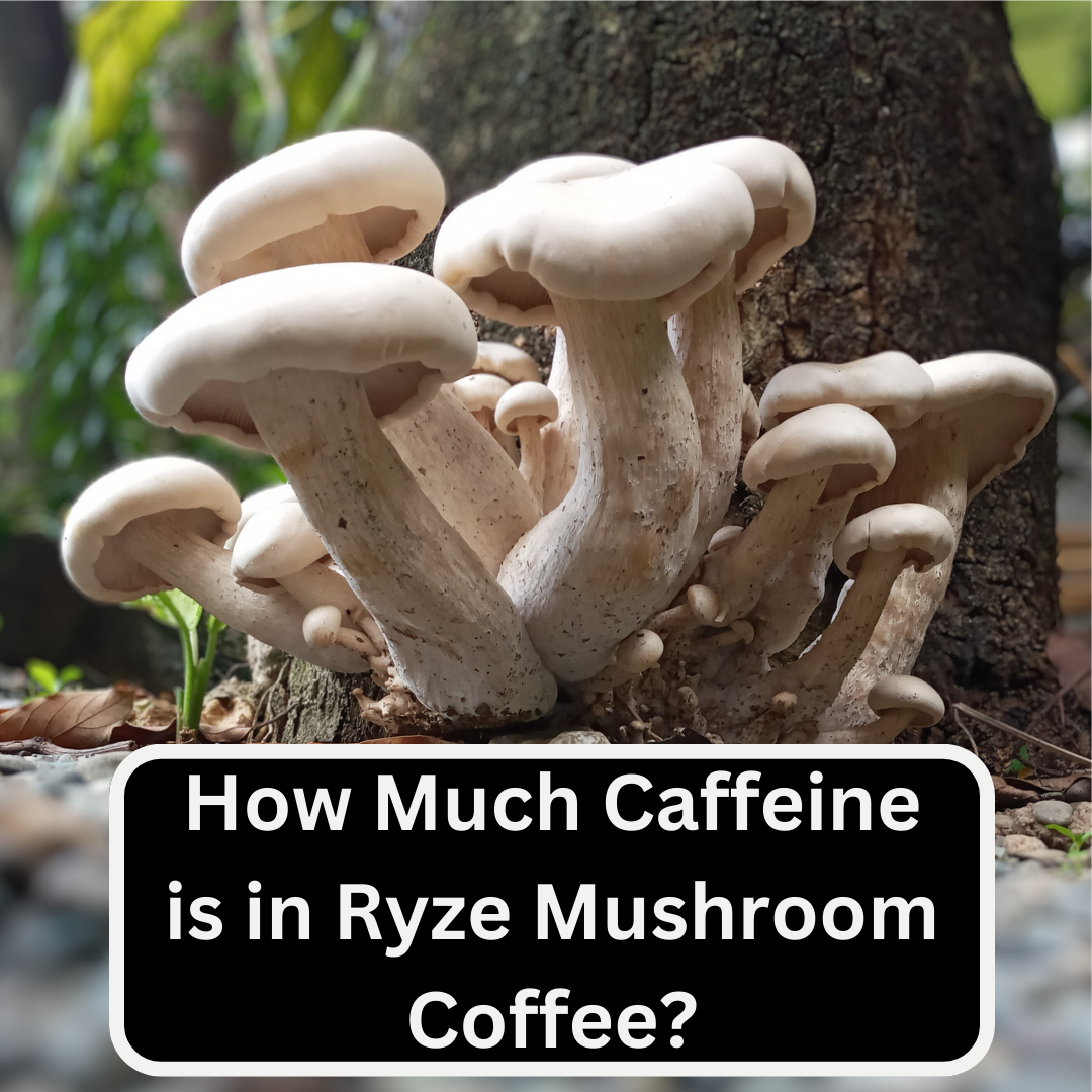 How Much Caffeine is in Ryze Mushroom Coffee